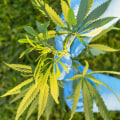 Does delta 8 grow naturally?