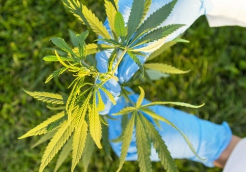 Does delta 8 grow naturally?